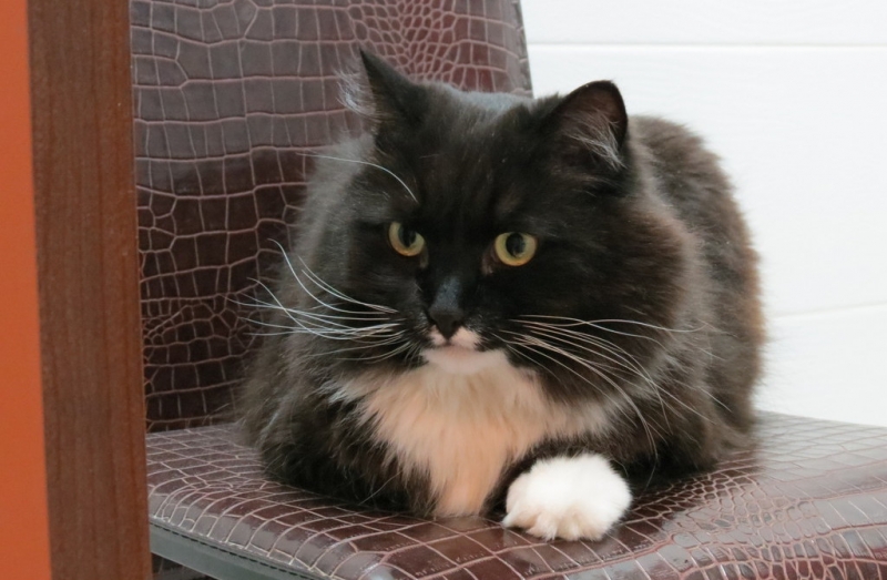 Поговорим о кошках38