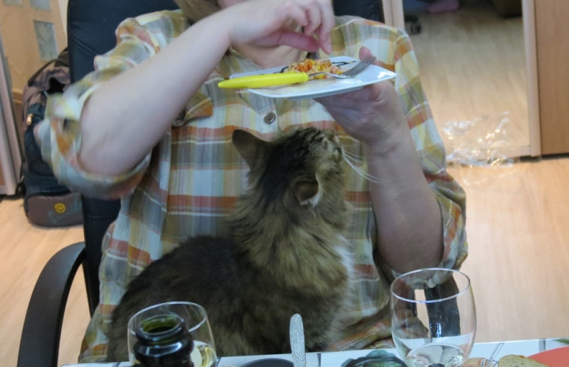 Поговорим о кошках38