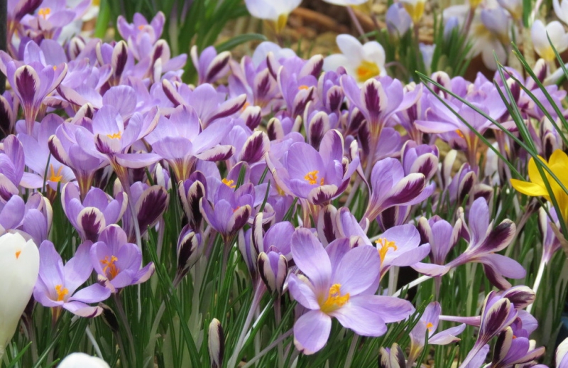 Поговорим о кошках38