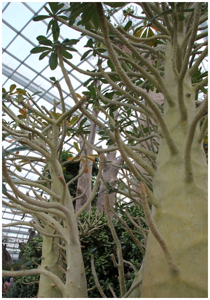 Двенадцать дней осени в городе вечного лета