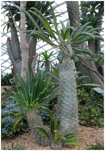 Двенадцать дней осени в городе вечного лета