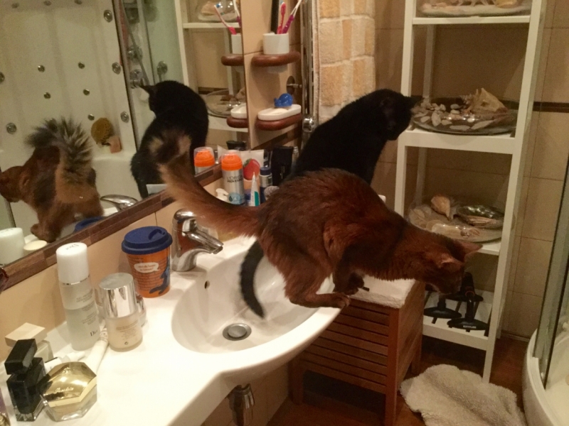 Поговорим о кошках38