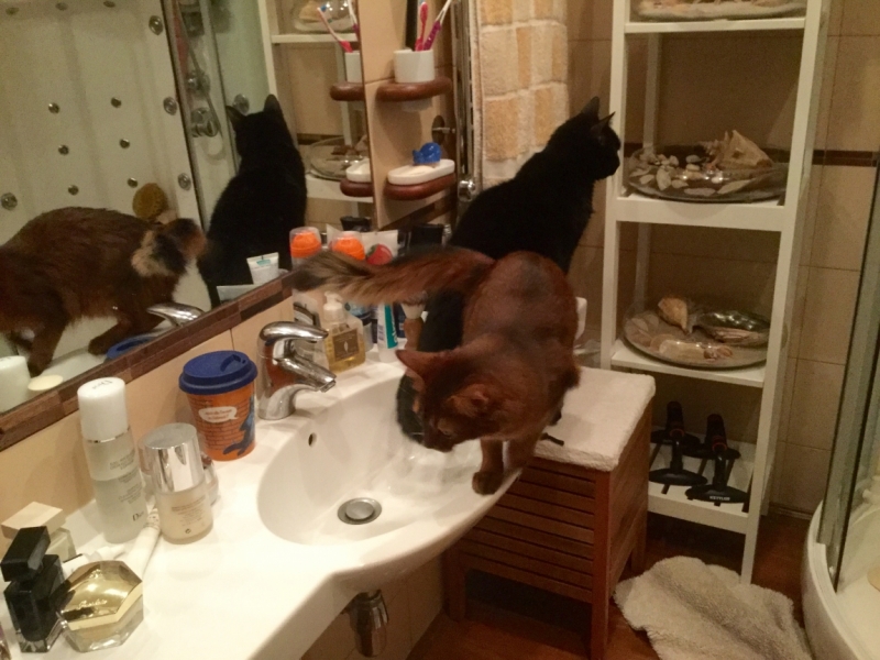 Поговорим о кошках38