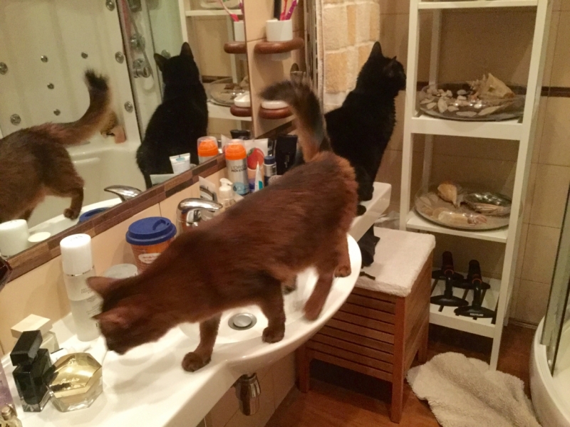 Поговорим о кошках38