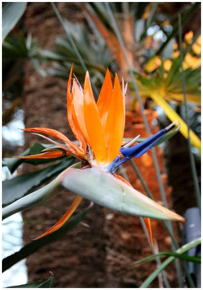 Двенадцать дней осени в городе вечного лета