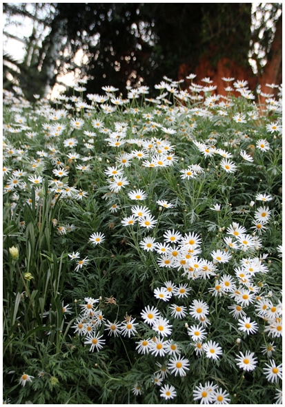 Двенадцать дней осени в городе вечного лета