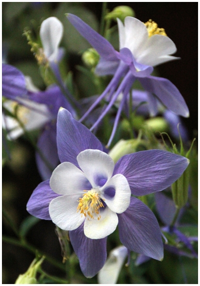Двенадцать дней осени в городе вечного лета