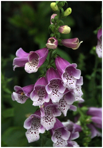 Двенадцать дней осени в городе вечного лета