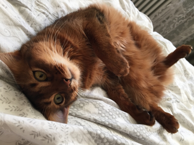 Поговорим о кошках38