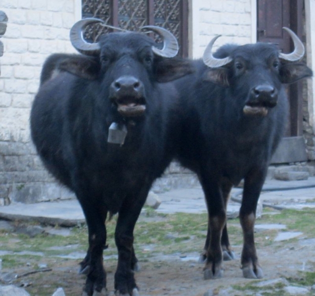 Муктинатх,АВС (февраль 2016), долина Катманду