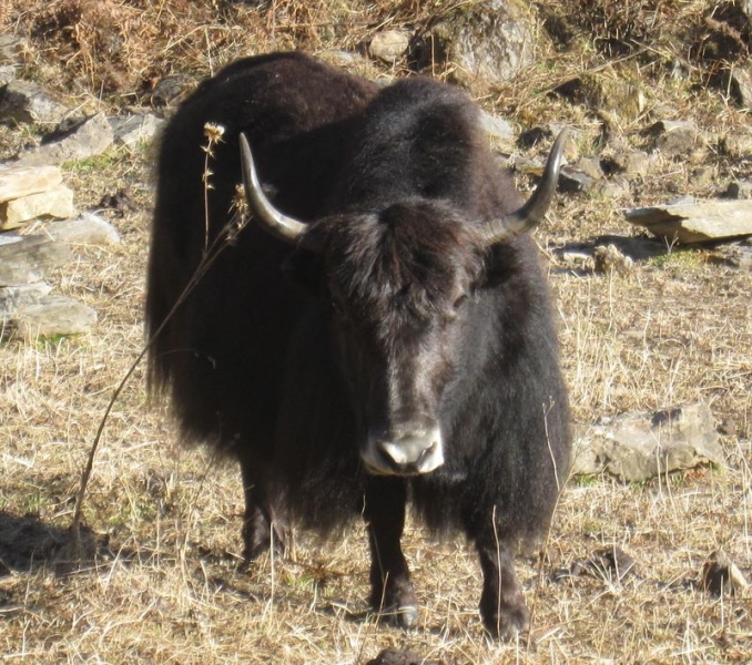 Муктинатх,АВС (февраль 2016), долина Катманду