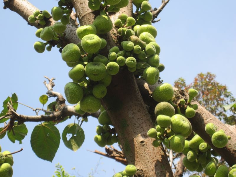 Муктинатх,АВС (февраль 2016), долина Катманду