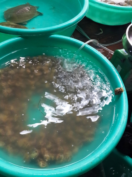 Нячанг. 31 июля - 16 августа 2015