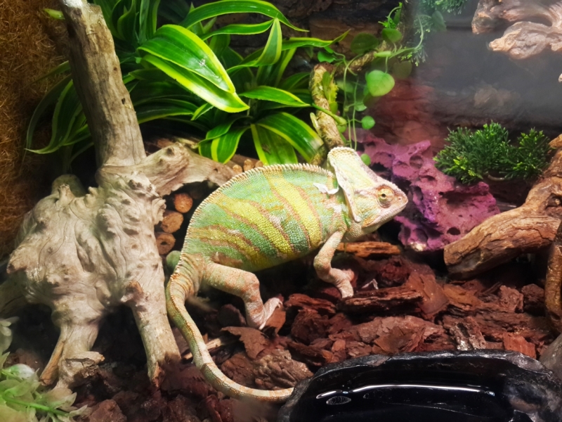 Нячанг. 31 июля - 16 августа 2015