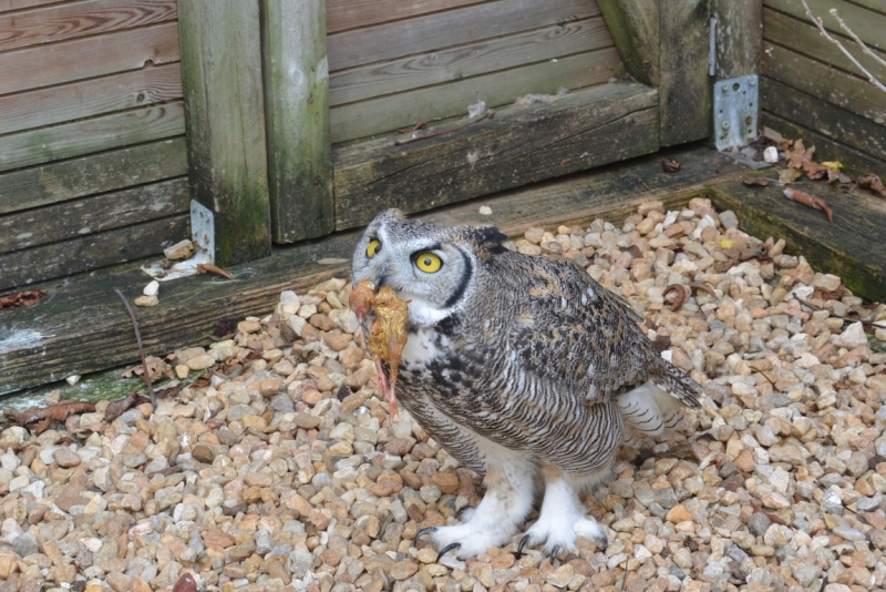 Шато де Миланд