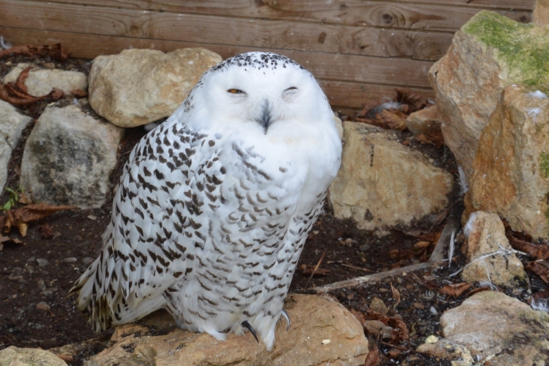 Шато де Миланд