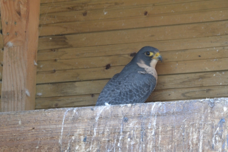 Шато де Миланд