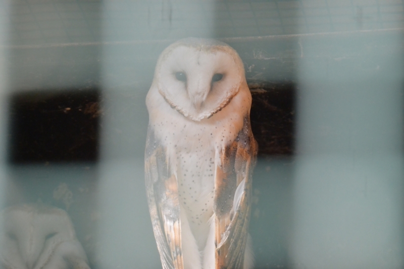 Шато де Миланд