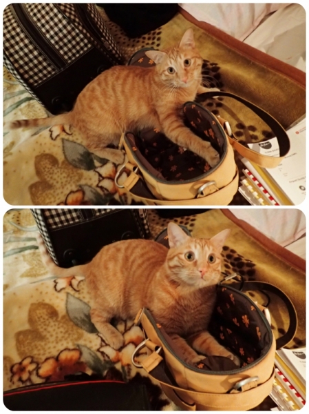 Поговорим о кошках38