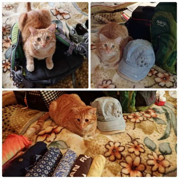 Поговорим о кошках38