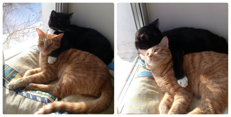 Поговорим о кошках38