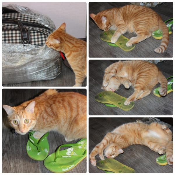 Поговорим о кошках38