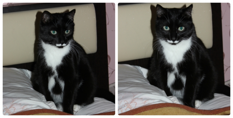 Поговорим о кошках38