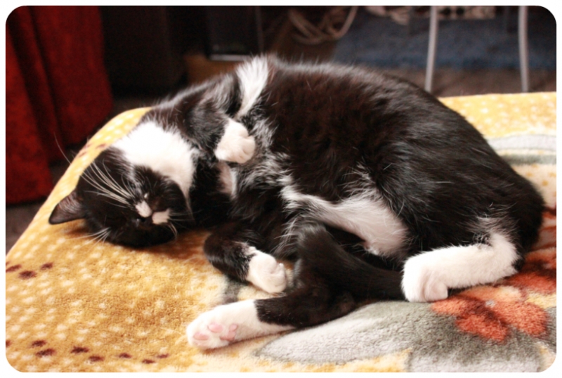 Поговорим о кошках38