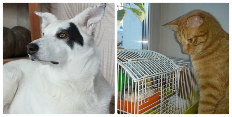 Поговорим о кошках38