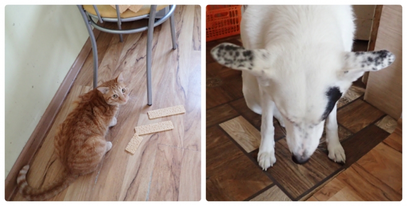 Поговорим о кошках38