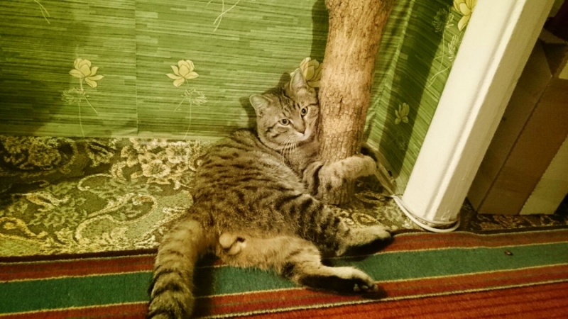 Поговорим о кошках38