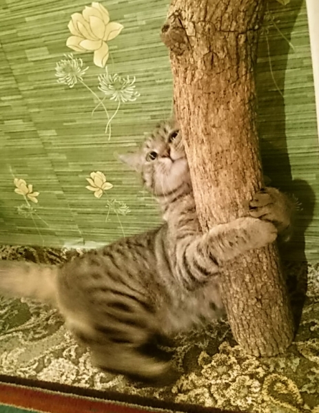 Поговорим о кошках38