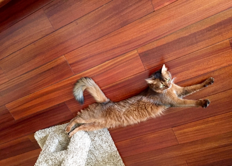 Поговорим о кошках38