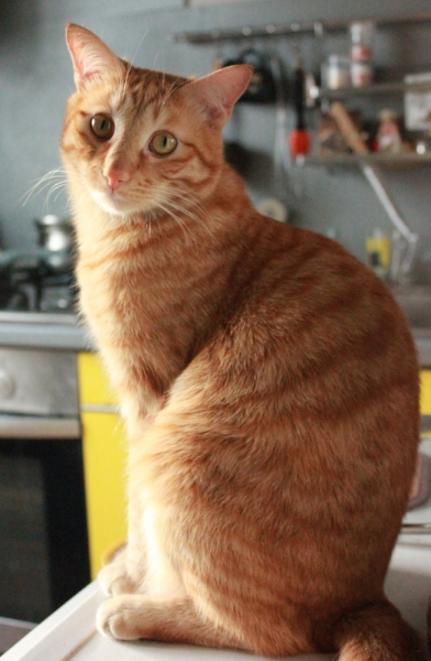 Поговорим о кошках38