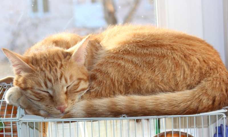 Поговорим о кошках38