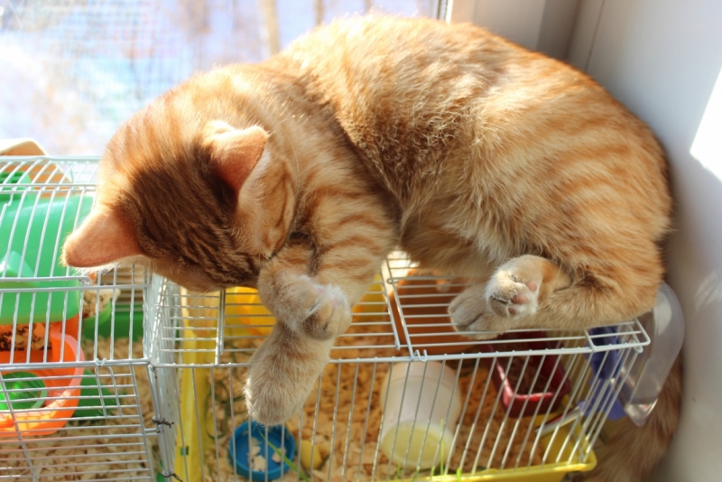 Поговорим о кошках38