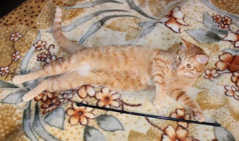 Поговорим о кошках38