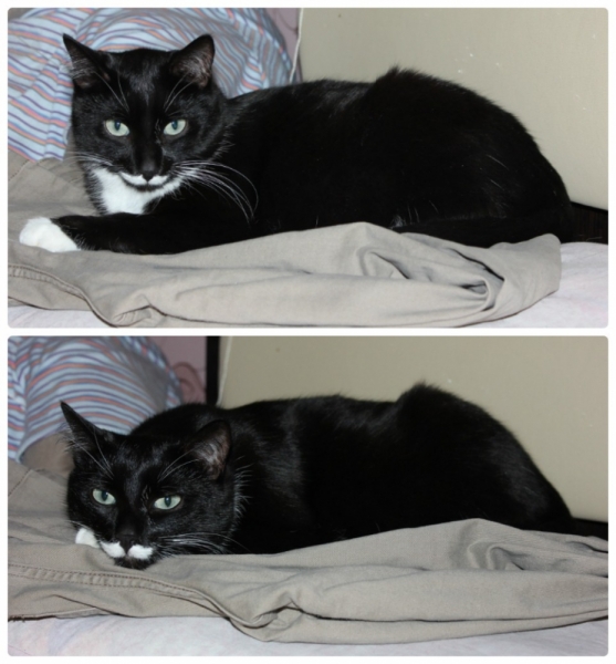 Поговорим о кошках38