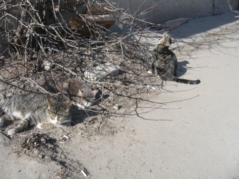 Поговорим о кошках38