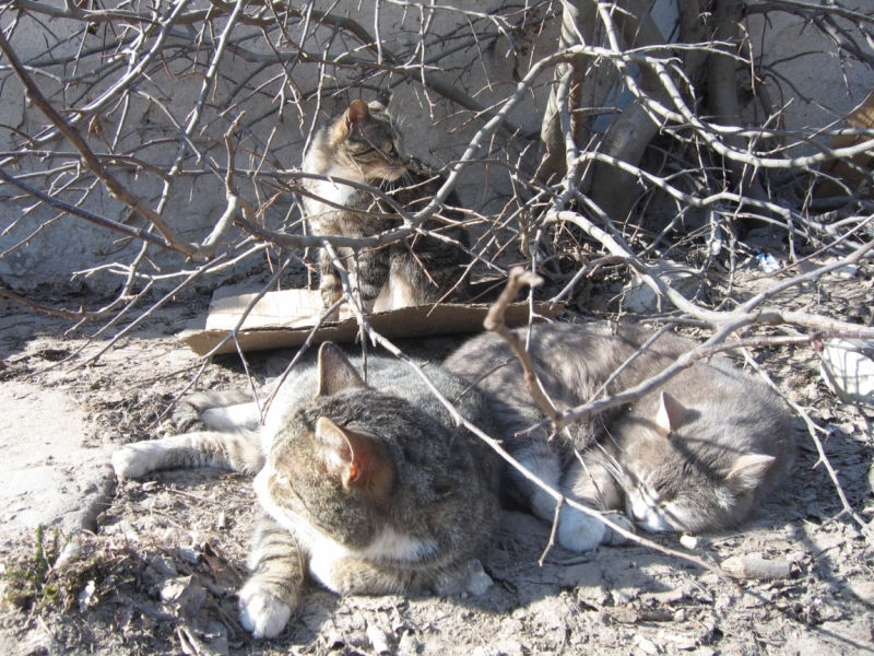 Поговорим о кошках38