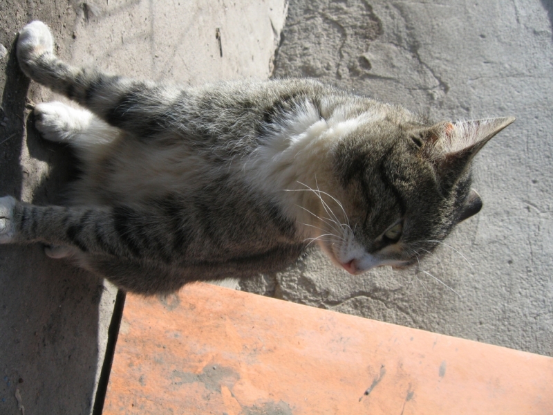 Поговорим о кошках38