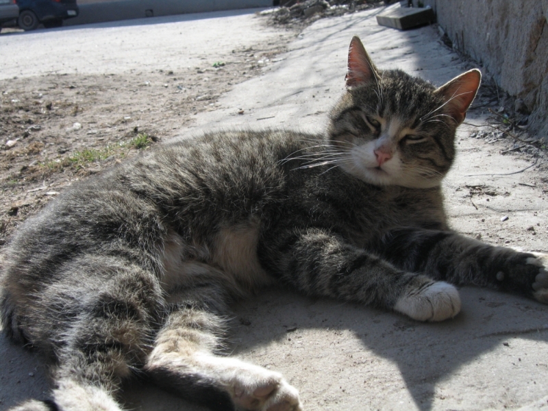 Поговорим о кошках38