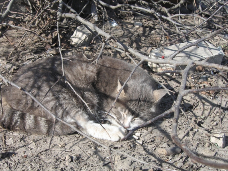 Поговорим о кошках38