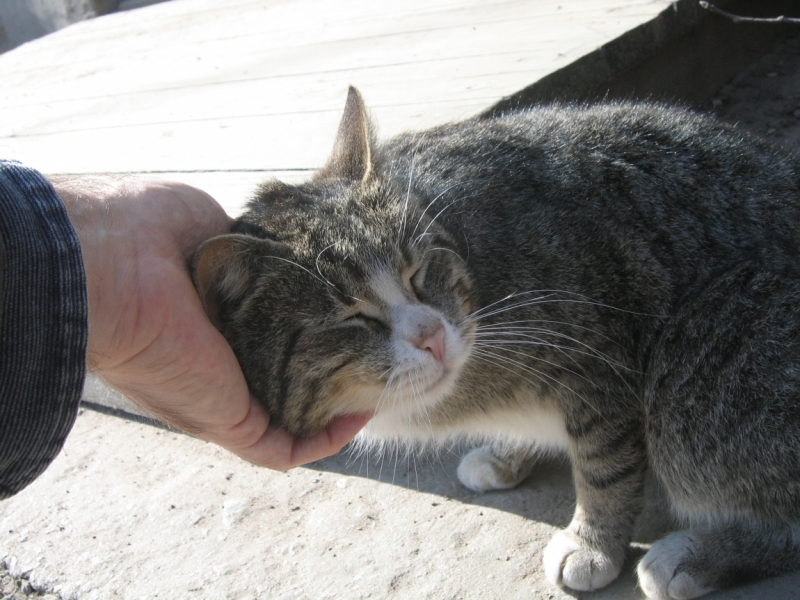 Поговорим о кошках38