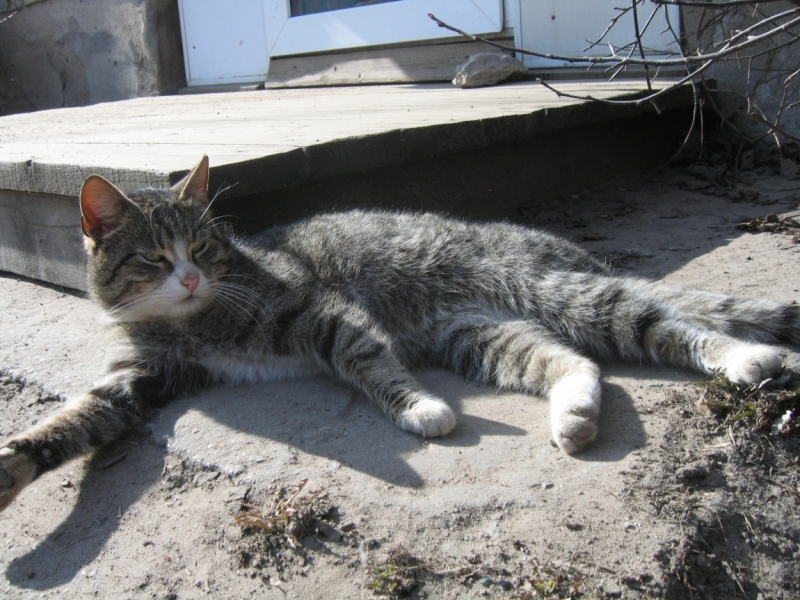 Поговорим о кошках38