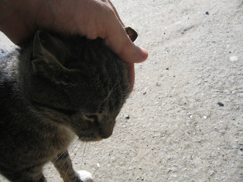 Поговорим о кошках38