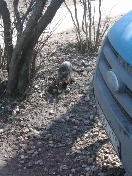 Поговорим о кошках38