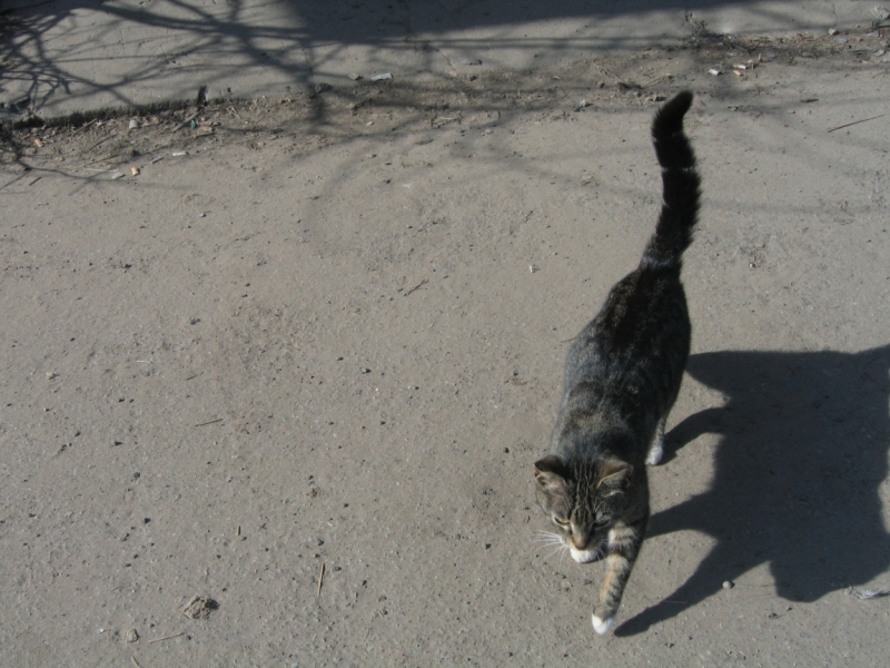 Поговорим о кошках38