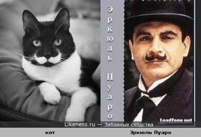 Поговорим о кошках38