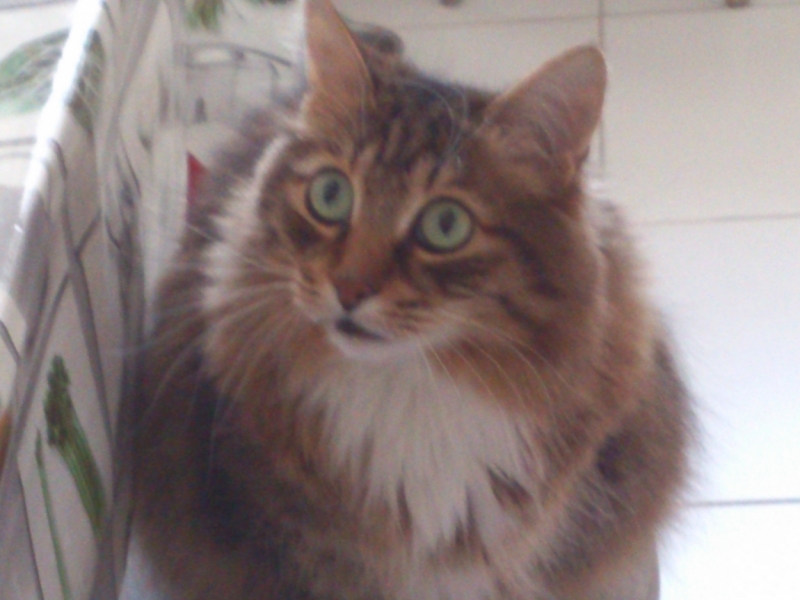 Поговорим о кошках38